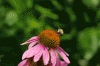 BeeOnConeFlower