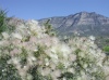 Desert Bloom Red RockCanyon 