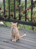 Frodo On The Deck 2003