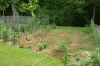 Garden1-2008-06-22