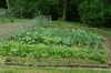 Garden2-2008-06-22