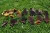 HoneyComb2010-1