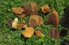 HoneyComb2010-2