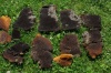 HoneyComb2010-3