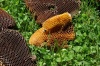 HoneyComb2010-4
