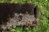 HoneyComb2010-5