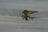 InsectWithBeeSideView
