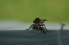 InsectWithBee2