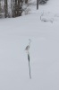 RedFlamingoInSnowFeb2010 HiRes