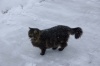 SnowCatFeb2010 HiRes