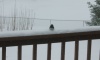 Snowbird2011Dec20