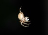 Spider Preparing Breakfast At Dawn