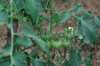 Tomatoes-20080622