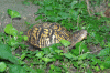 Turtle-20080628