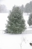 WhitePineWinter2011