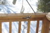 WoodpeckerResting