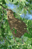 BeeSwarm1-20080517