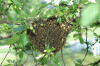 BeeSwarm2-20080517
