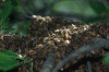 BeeSwarm3-20080517
