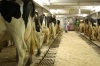 cows