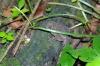 Frog on Log