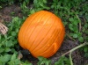 The Great Pumpkin