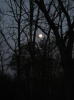 Moonrise Through Trees at Sunset