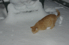 20090128SnowSpenser