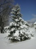 Snow Covered Tree Feb 2003