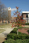 BSC_BellTower-200803.gif BSC_BellTower-200803.gif