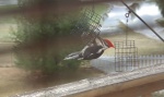 PileatedAtFeederNewYears-20110101.jpg PileatedAtFeederNewYears-20110101.jpg