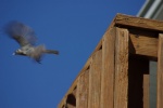 TakingFlightUpperDeck-20100619.jpg TakingFlightUpperDeck-20100619.jpg