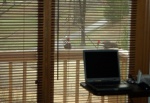TwoPileatedsAtFeederNewYearsDay-20110101.jpg TwoPileatedsAtFeederNewYearsDay-20110101.jpg