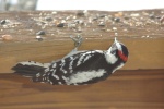 WoodpeckerRestingCloseUp-20100219.jpg WoodpeckerRestingCloseUp-20100219.jpg
