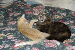SpenserGettingToKnowBuckey-200810.gif SpenserGettingToKnowBuckey-200810.gif