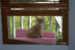 SpenserKitten-200810_1.gif SpenserKitten-200810_1.gif