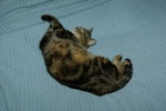 JosephineFlexiCat-20101001.jpg JosephineFlexiCat-20101001.jpg