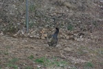 JosephinePuffedTail-20080324.jpg JosephinePuffedTail-20080324.jpg