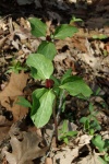PrairieTrillium-20070417.jpg PrairieTrillium-20070417.jpg
