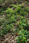 WoodPoppiesCarpetHillside-20110417.jpg WoodPoppiesCarpetHillside-20110417.jpg