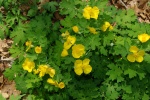 WoodPoppy-20070417.jpg WoodPoppy-20070417.jpg