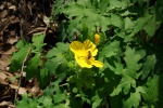 WoodPoppyWithHoneBee-20110417.jpg WoodPoppyWithHoneBee-20110417.jpg