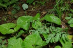 DutchmansBreechesSeedPods-20110425.jpg DutchmansBreechesSeedPods-20110425.jpg