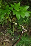 MayApple-20110425-1.jpg MayApple-20110425-1.jpg