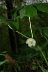 MayApple-20110425-2.jpg MayApple-20110425-2.jpg