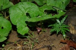 WildGinger-20110425.jpg WildGinger-20110425.jpg