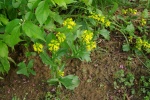 WinterCress-20110425.jpg WinterCress-20110425.jpg