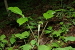 Jack-in-the-Pulpit-20110425-1.jpg Jack-in-the-Pulpit-20110425-1.jpg