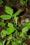 Jack-in-the-Pulpit-20110425-2.jpg Jack-in-the-Pulpit-20110425-2.jpg