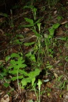 Jack-in-the-Pulpit-20110425-3.jpg Jack-in-the-Pulpit-20110425-3.jpg